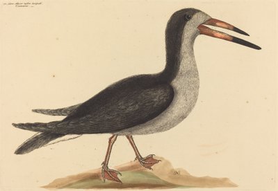 1731年から1743年に出版された「カットウォーターRhynchops nigra」。 作： Mark Catesby