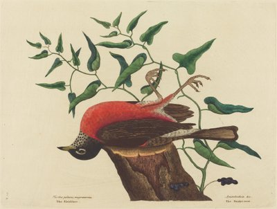 Carolina Turdus migratorius のフィールドフェア、1731 年から 1743 年に発行。 作： Mark Catesby