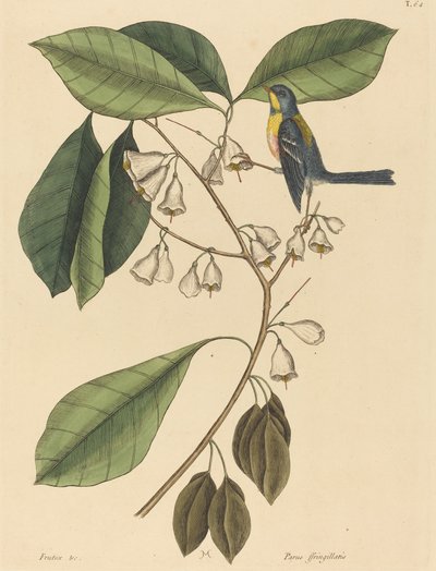 フィンチ クリーパー (Parus americanus) 作： Mark Catesby