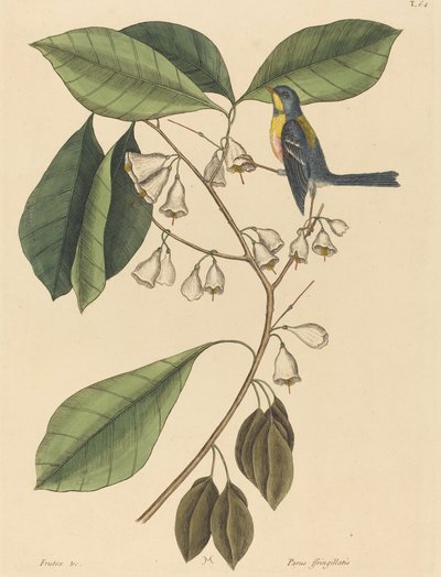 1731年から1743年に出版されたフィンチ・クリーパーParus americanus。 作： Mark Catesby