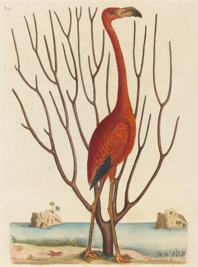 1731年から1743年に出版されたフラミンゴPhoenicopterus ruber。 作： Mark Catesby