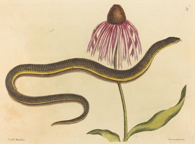ガラスのヘビ (Anguis ventralis) 作： Mark Catesby