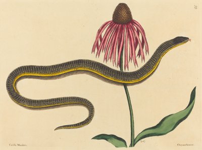 ガラスの蛇Anguis ventralis、1731-1743年に出版された。 作： Mark Catesby