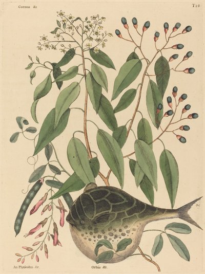 1731年から1743年に出版されたグローブフィッシュTetrodon lagocephalus。 作： Mark Catesby