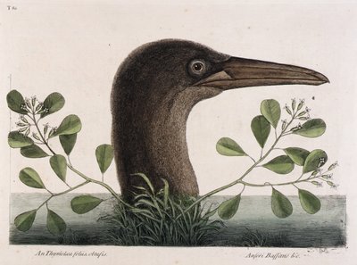グレート・ブービー（An Thymelaea folis obtusis, Anseri Bassano  c.） 作： Mark Catesby
