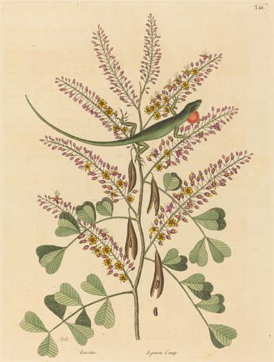 ジャマイカの緑のトカゲ Lacerta bullaris、1731-1 に公開 作： Mark Catesby