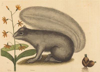 グレイ フォックス リス (Sciurus cinereus) 作： Mark Catesby