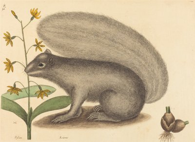 グレイ フォックス リス Sciurus cinereus、1731 ～ 1743 年に発行。 作： Mark Catesby