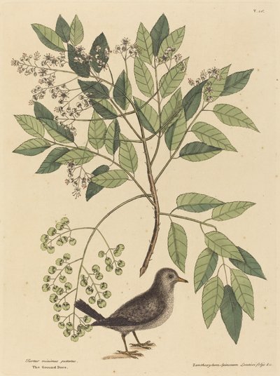 地上の鳩 (Columba passerina) 作： Mark Catesby