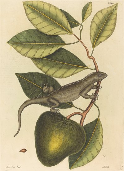1731年から1743年に出版された『グアナ・ラセルタ・イグアナ』。 作： Mark Catesby
