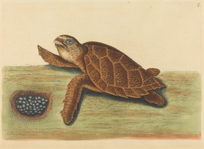 1731～1743年に出版されたホークスビルタートル・Testudo caretta。 作： Mark Catesby