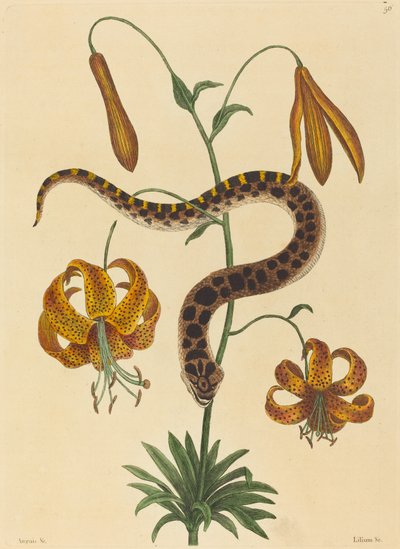 豚鼻ヘビ (Boa contortrix) 作： Mark Catesby