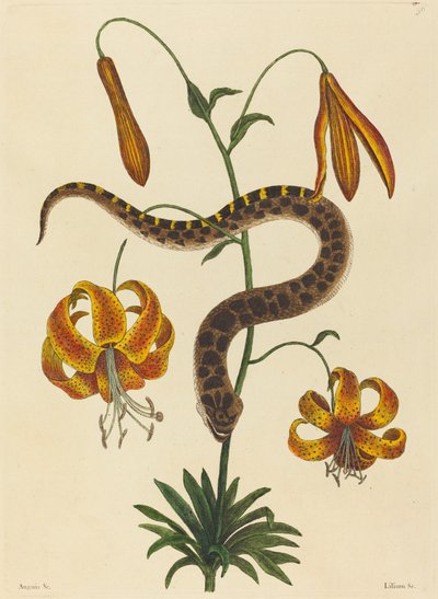 豚鼻ヘビ (Boa contortrix) 作： Mark Catesby