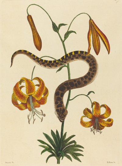 ホッグノーズ・スネークBoa contortrix、1731-1743年に出版された。 作： Mark Catesby