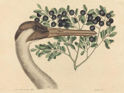 フーピング クレーン アルデーア アメリカーナ、1731 年から 1743 年に発行。 作： Mark Catesby