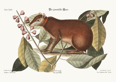 ジャワノウサギ、1749-73 作： Mark Catesby