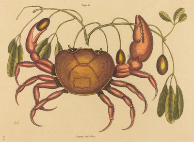 1731年から1743年に出版された「The Land-crab Cancer ruricola」。 作： Mark Catesby