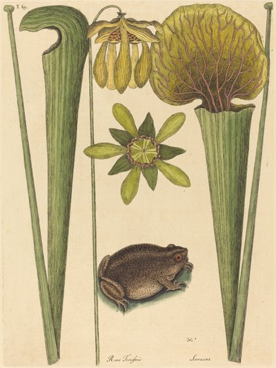 1731年から1743年に出版された「陸のカエルRana」。 作： Mark Catesby