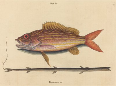 Lane-snapper Sparus synagris、1731 年から 1743 年に発行。 作： Mark Catesby