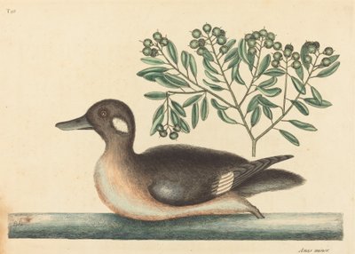 リトル ブラウン アヒル (アナス ルスティカ) 作： Mark Catesby