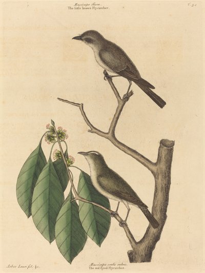 リトル ブラウン ヒタキ、1731 年から 1743 年に発行されました。 作： Mark Catesby