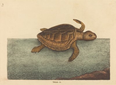 アカミミガメTestudo Cavanna、1731-1743年に出版されたものです。 作： Mark Catesby