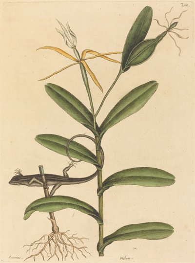 リヨン トカゲ (Laceta 6-lineata) 作： Mark Catesby