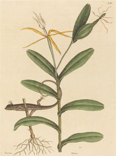 リオンのトカゲLacerta 6-lineata、1731-1743年に出版された。 作： Mark Catesby