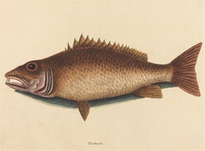 1754年に出版された「マングローブ・スナッパー Labrus griseus」。 作： Mark Catesby