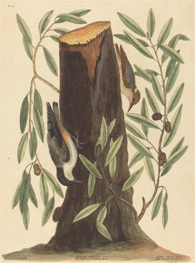 ゴジュウカラ シッタ ヨーロッパ、1754 年発行。 作： Mark Catesby