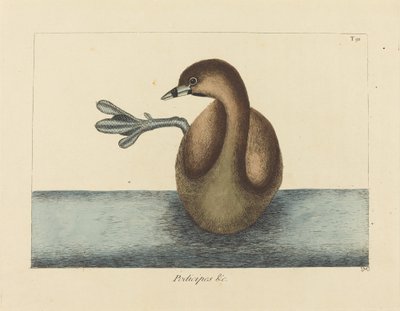 ハシビロコウ (Colymbus podiceps) 作： Mark Catesby