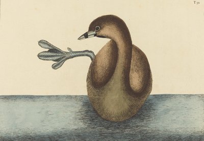 1731年から1743年に出版された「Pied-billed Dobchick Colymbus podiceps」。 作： Mark Catesby