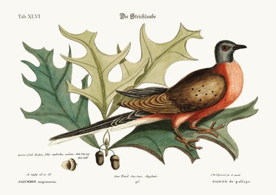通過の鳩、1749-73 作： Mark Catesby
