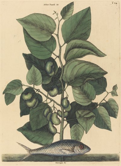 1731年から1743年に発行された『ピルチャード・アルゼンチン・カロリナ』。 作： Mark Catesby