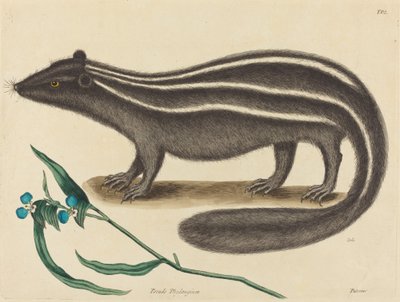 1731年から1743年に出版された「The Pole Cat Viverra putorius」。 作： Mark Catesby