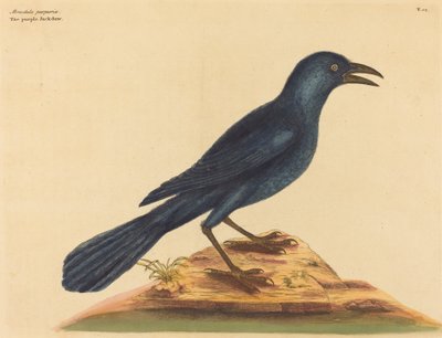 The Purple Jack Daw Gracula Quiscula』（1731～1743年刊）。 作： Mark Catesby