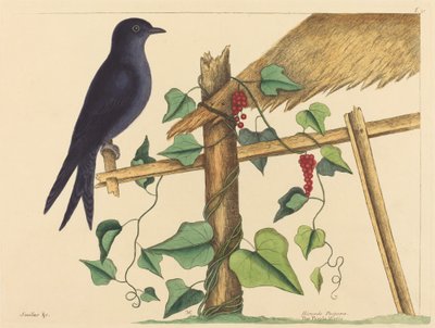パープル・マーチン (パープル・マーチン) 作： Mark Catesby