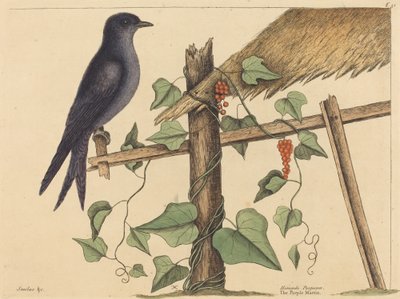 パープル・マーチン (パープル・マーチン) 作： Mark Catesby
