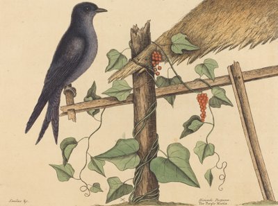 パープルマーチンHirundo purpurea、1731-1743年に出版されたものです。 作： Mark Catesby