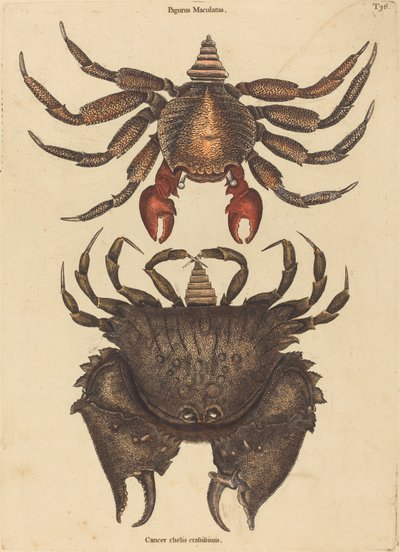 赤いまだら岩ガニ (Cancer grapsus) 作： Mark Catesby