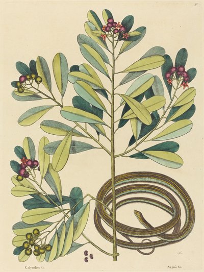 リボンスネーク (Coluber saurita) 作： Mark Catesby