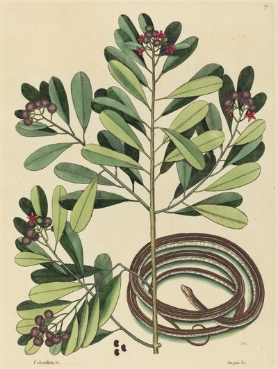リボンスネーク (Coluber saurita) 作： Mark Catesby