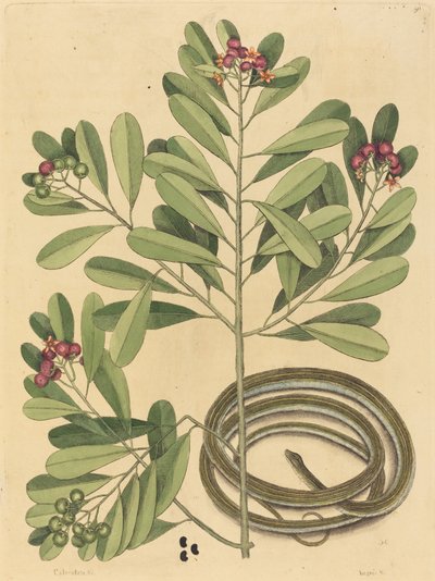 リボン蛇Coluber saurita、1731年～1743年に出版された。 作： Mark Catesby