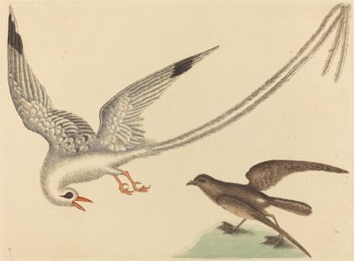 ライスバードEmberiza oryzivora、1731-1743年に発行。 作： Mark Catesby