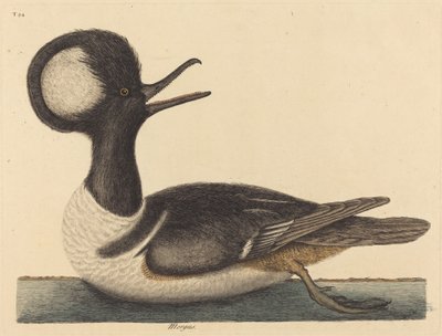1731 年から 1743 年に発行されたラウンド クレステッド カモ Mergus cucullatus。 作： Mark Catesby