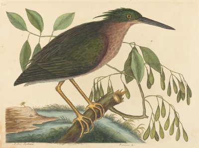 1754年に出版された「スモール・ビトルン Ardea virescens」。 作： Mark Catesby