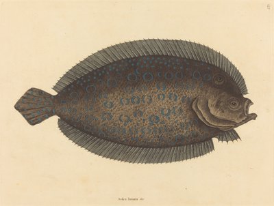 ソール (Pleuronectes lunatus) 作： Mark Catesby