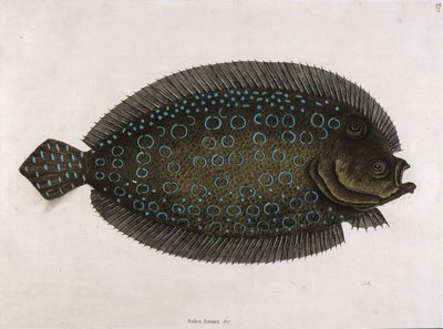 ソレ（ソレア・ルナータ＆c） 作： Mark Catesby