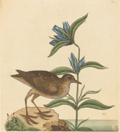 1731年から1743年に出版された『ソーリー・ラルス・ヴァージニアヌス』。 作： Mark Catesby