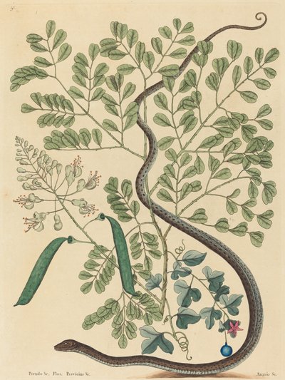 1731年から1743年に発行された斑点のあるリボンヘビのColuber nebulosus。 作： Mark Catesby